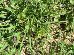 Image of Tifton burclover