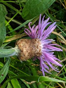 Image of <i>Centaurea gerstlaueri</i>