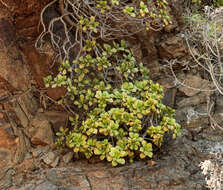 Image of Aeonium lindleyi subsp. viscatum (Bolle) Bañares