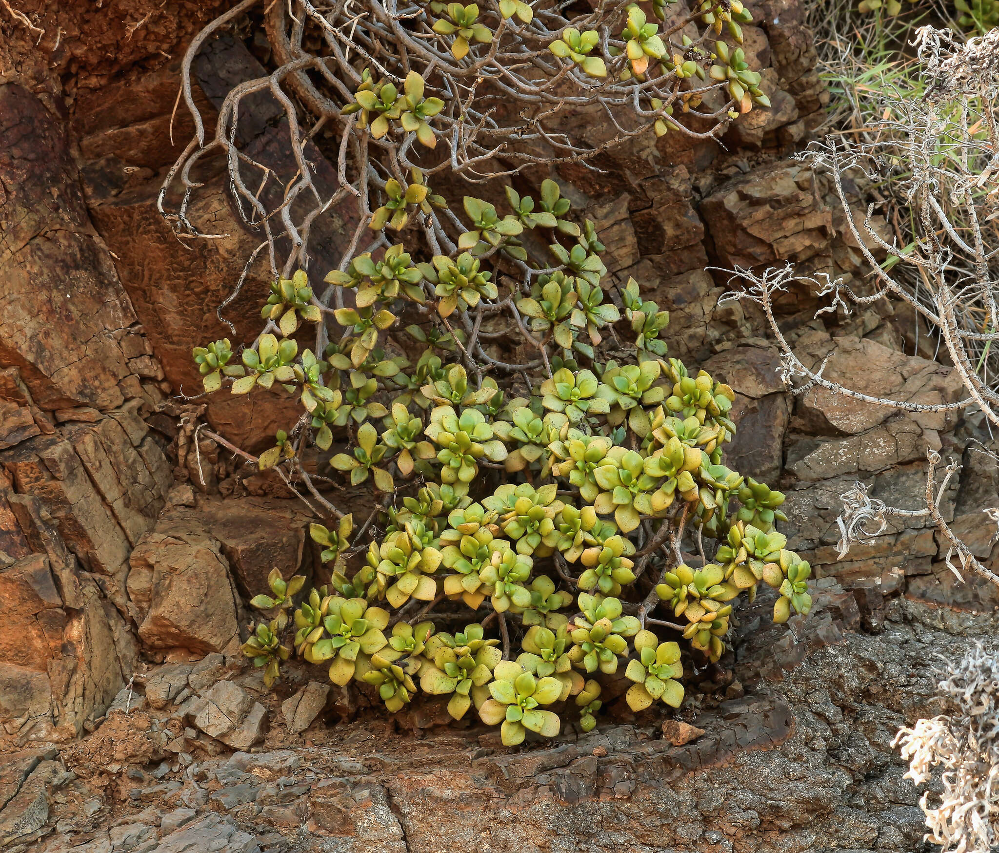 Image of Aeonium lindleyi subsp. viscatum (Bolle) Bañares