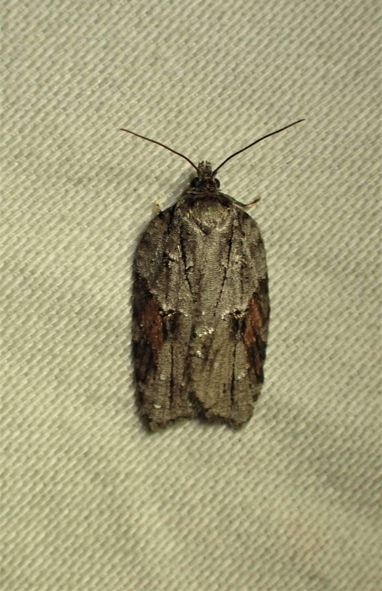 Image of Acleris ptychogrammos Zeller 1875