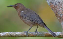 Image of Dusky Honeyeater