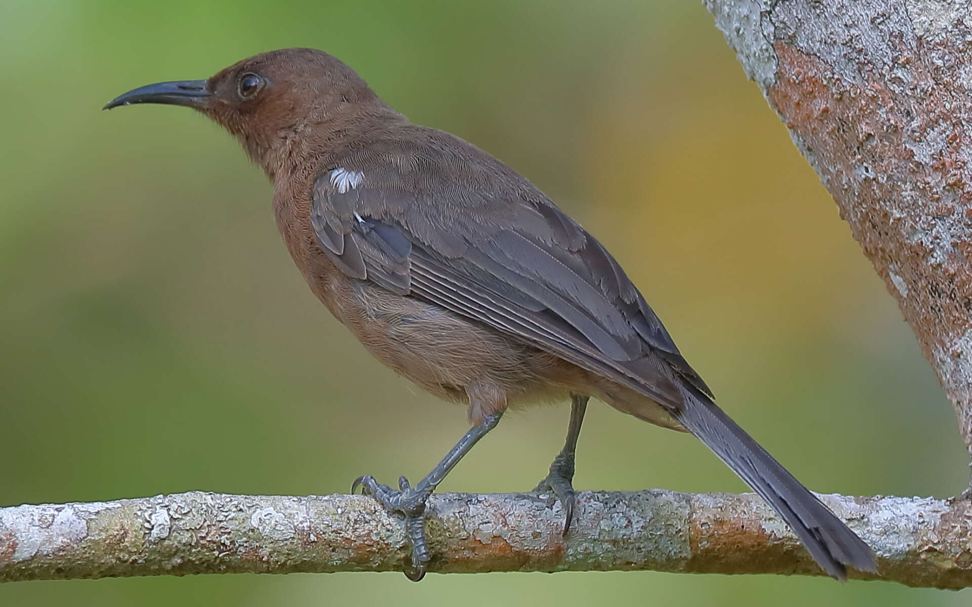 Image of Dusky Honeyeater