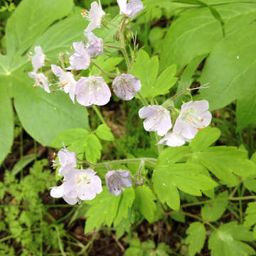 Phacelia bipinnatifida Michx. resmi