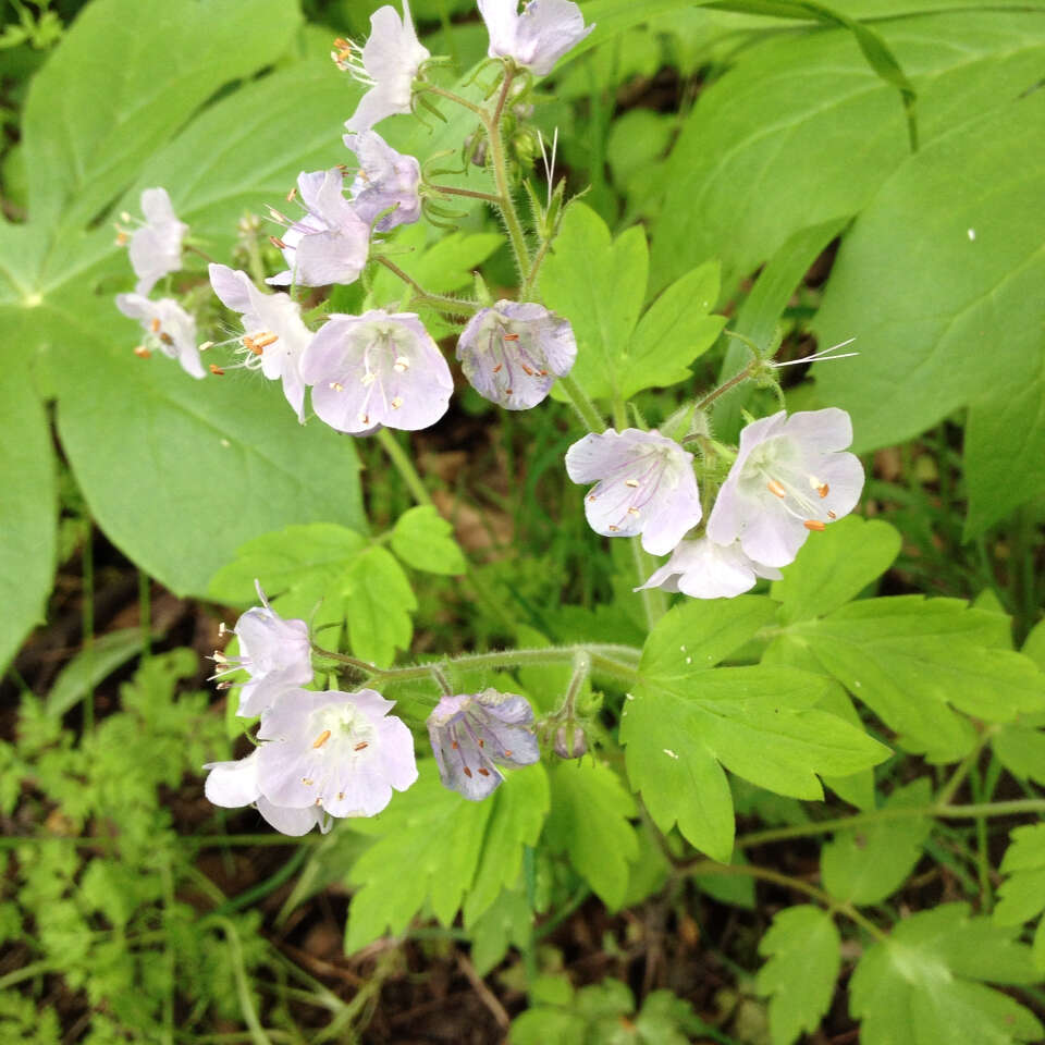 Phacelia bipinnatifida Michx. resmi