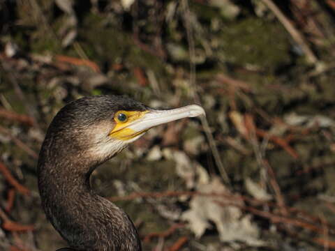 Image of Phalacrocorax carbo carbo (Linnaeus 1758)