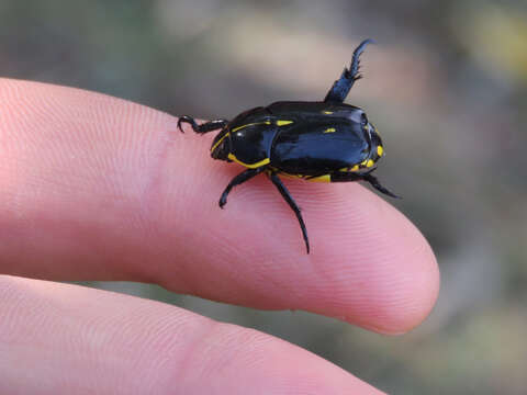 Image of Rutela lineola (Linnaeus 1758)