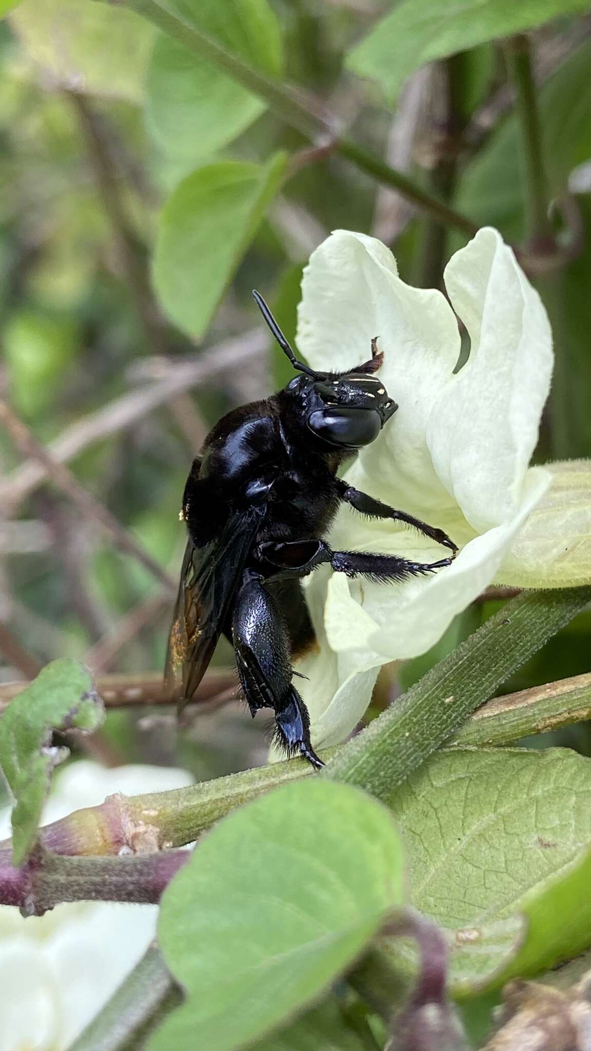 Image of Eulaema nigrita Lepeletier 1841