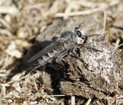 صورة Promachus albifacies Williston 1885