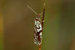 صورة Acleris hyemana Haworth 1811