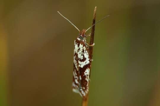 Image of Acleris hyemana Haworth 1811