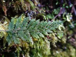 Image of Abrodictyum elongatum (A. Cunn.) Ebihara & K. Iwats.