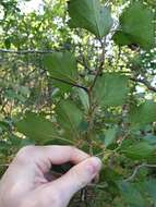 Image of Crataegus chrysocarpa var. phoeniceoides J. B. Phipps & Sennikov