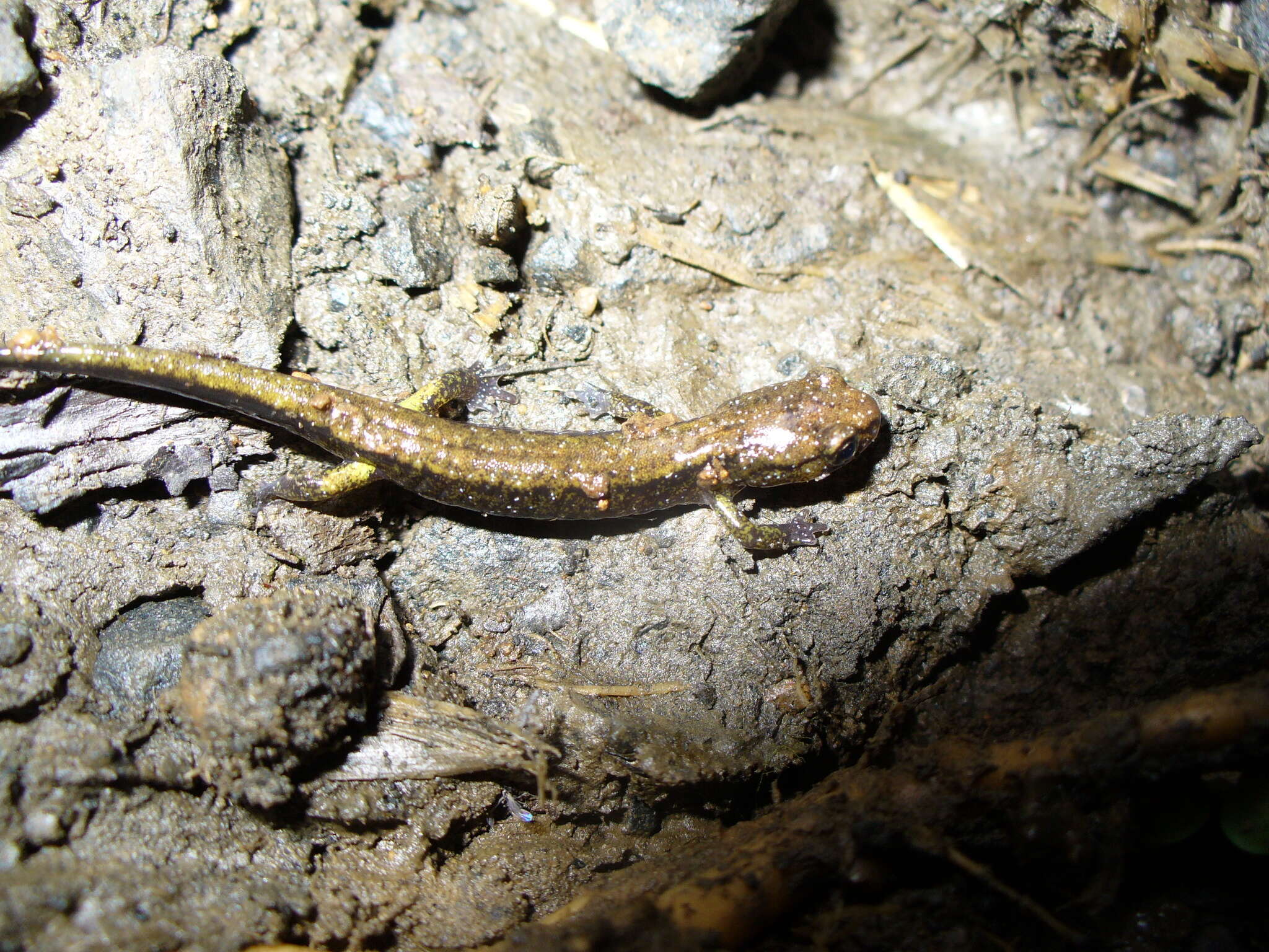 Image of Dunn's Salamander