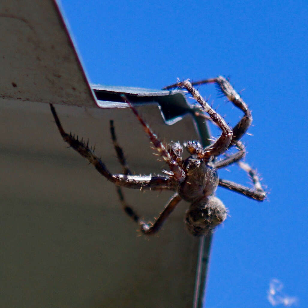 Image of Araneus saevus (L. Koch 1872)