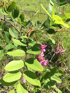 Image of Bristly Locust