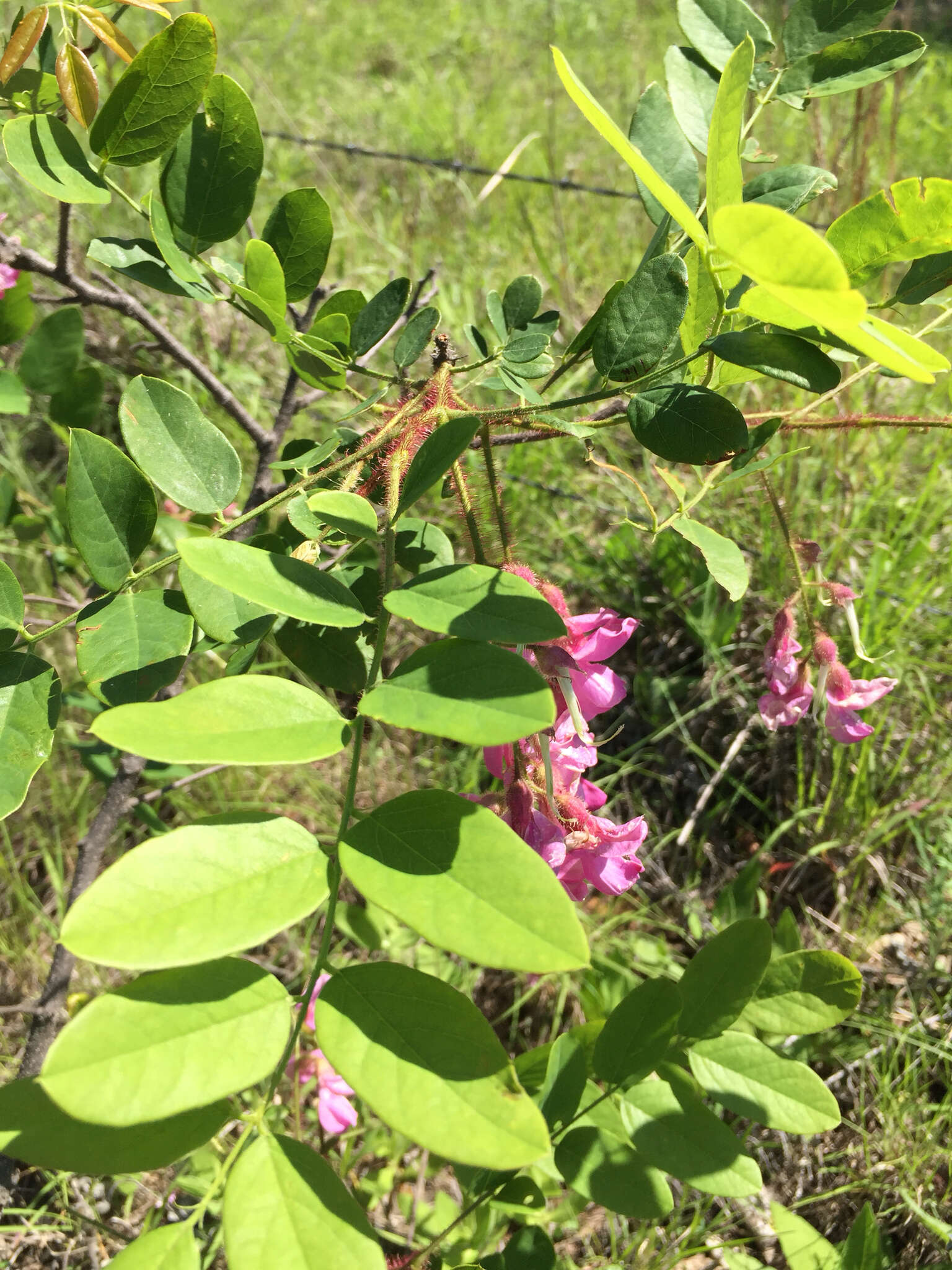 Image of Bristly Locust