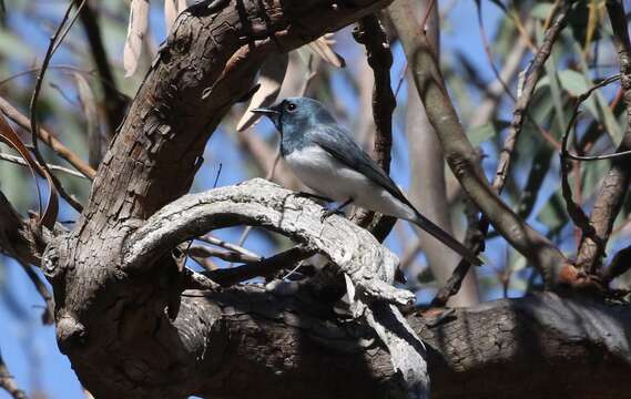 Image of Leaden Flycatcher