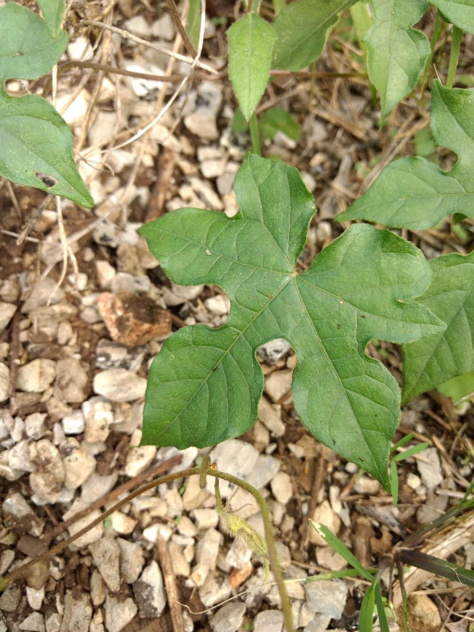 Слика од Ipomoea lindheimeri A. Gray