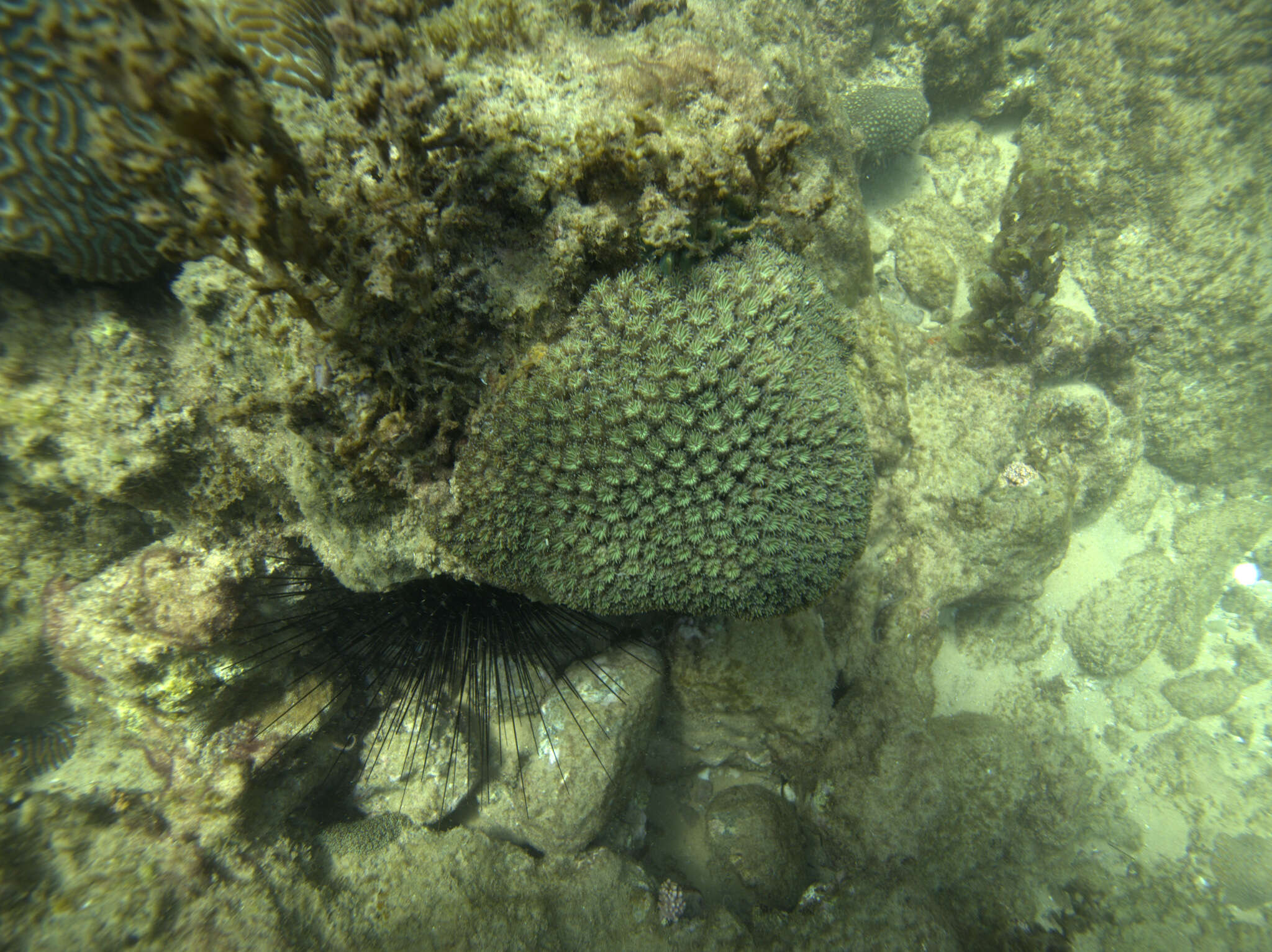 Image of Fluorescence grass coral