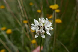 Image of Brownleea galpinii Bolus