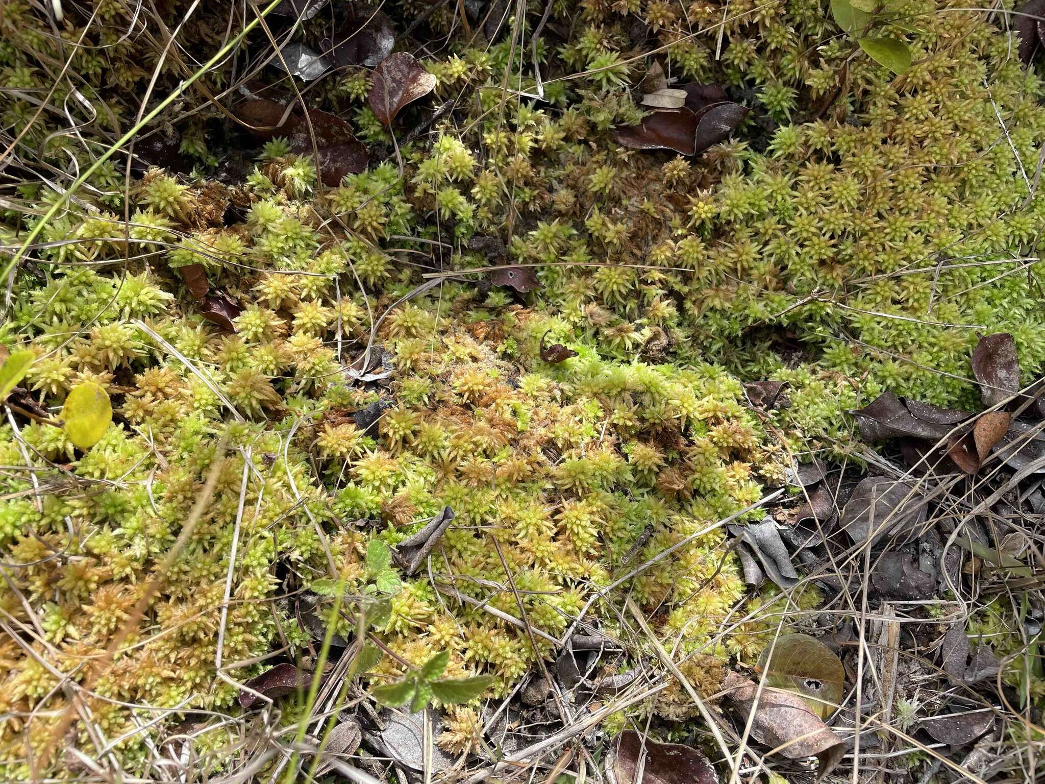 Image de Sphagnum perichaetiale Hampe ex C. Müller 1848