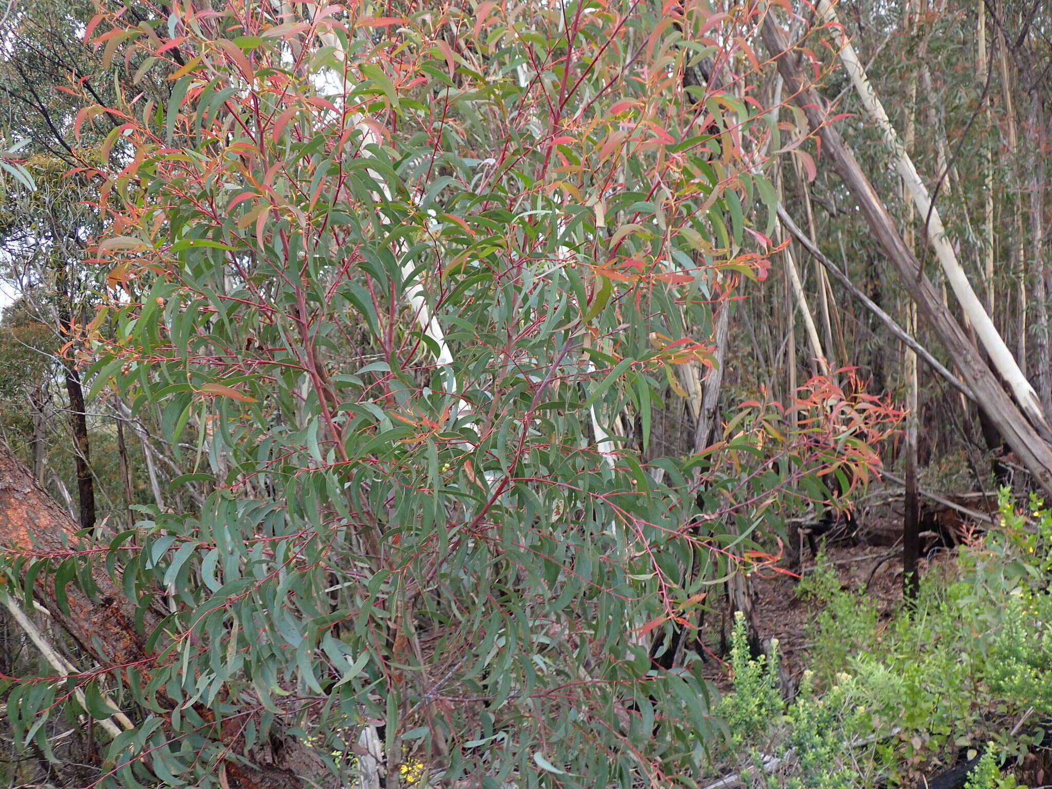 Image of Eucalyptus stenostoma L. A. S. Johnson & Blaxell