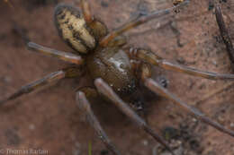 Image of Callobius pictus (Simon 1884)