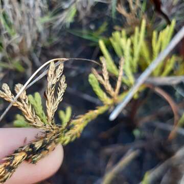 Imagem de Diphasiastrum zanclophyllum (J. H. Wilce) Holub