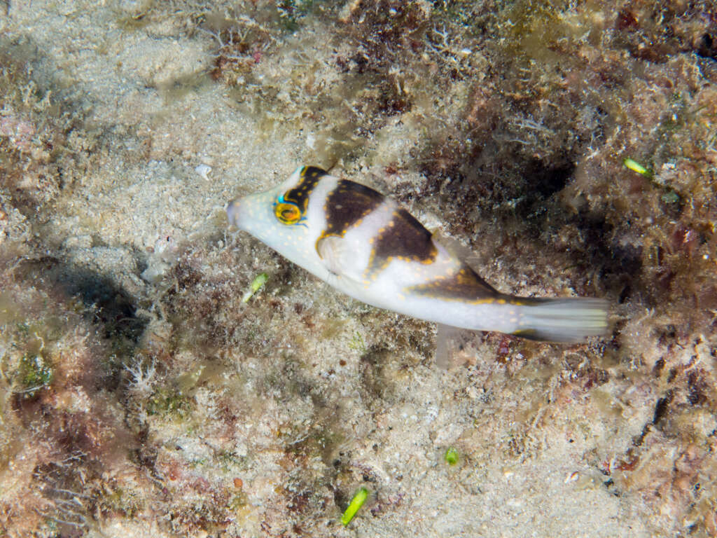 Слика од Canthigaster coronata (Vaillant & Sauvage 1875)