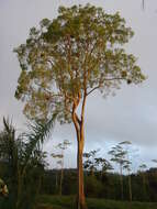 Image of Peruvian almond