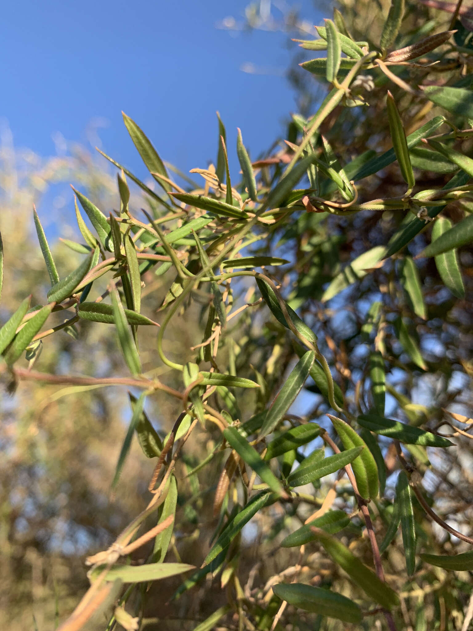 Image of Metastelma arizonicum A. Gray