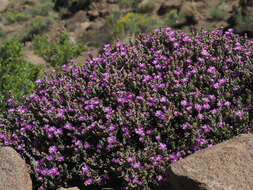 Image of Ruschia hamata (L. Bol.) Schwant.