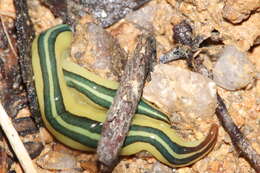 Image of Caenoplana dubia (Dendy 1891)