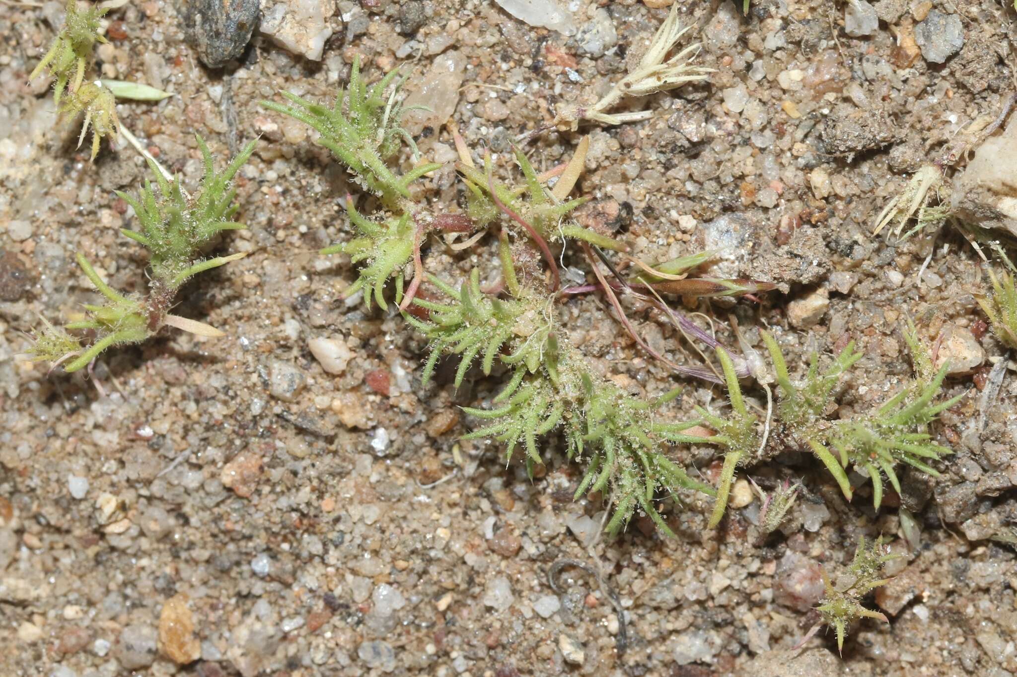 Image of spreading pygmyleaf