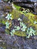 Imagem de Saxifraga cotyledon L.