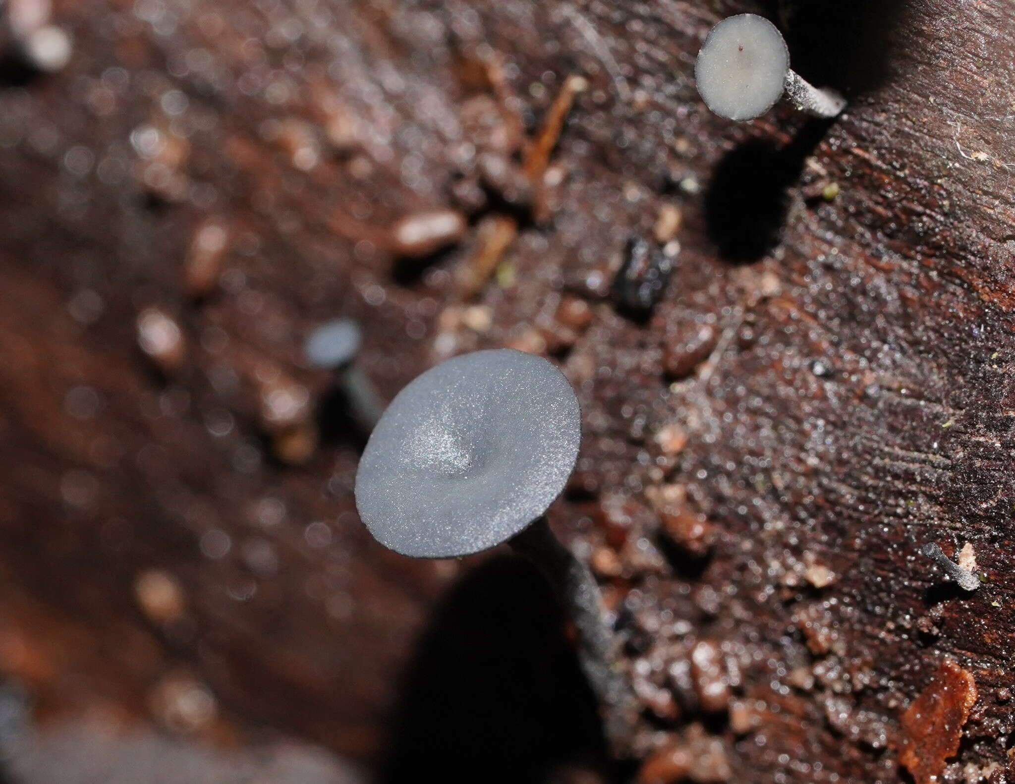 Image of Lanzia lanaripes (Dennis) Spooner 1987