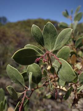 Image of Raiche's manzanita