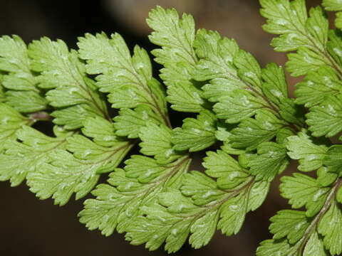 Слика од Athyrium tripinnatum Tag.