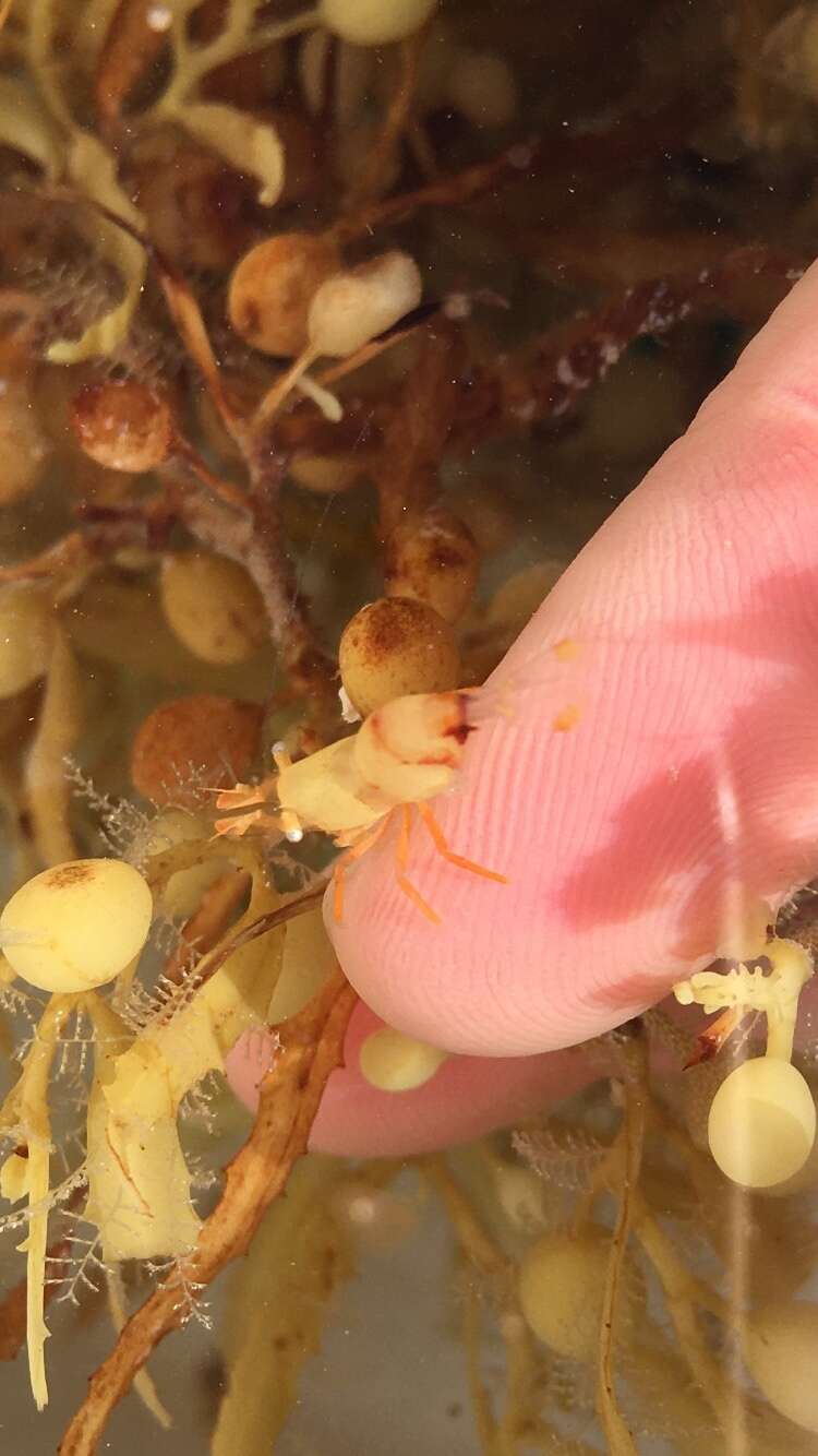 Image of cerulean sargassum shrimp