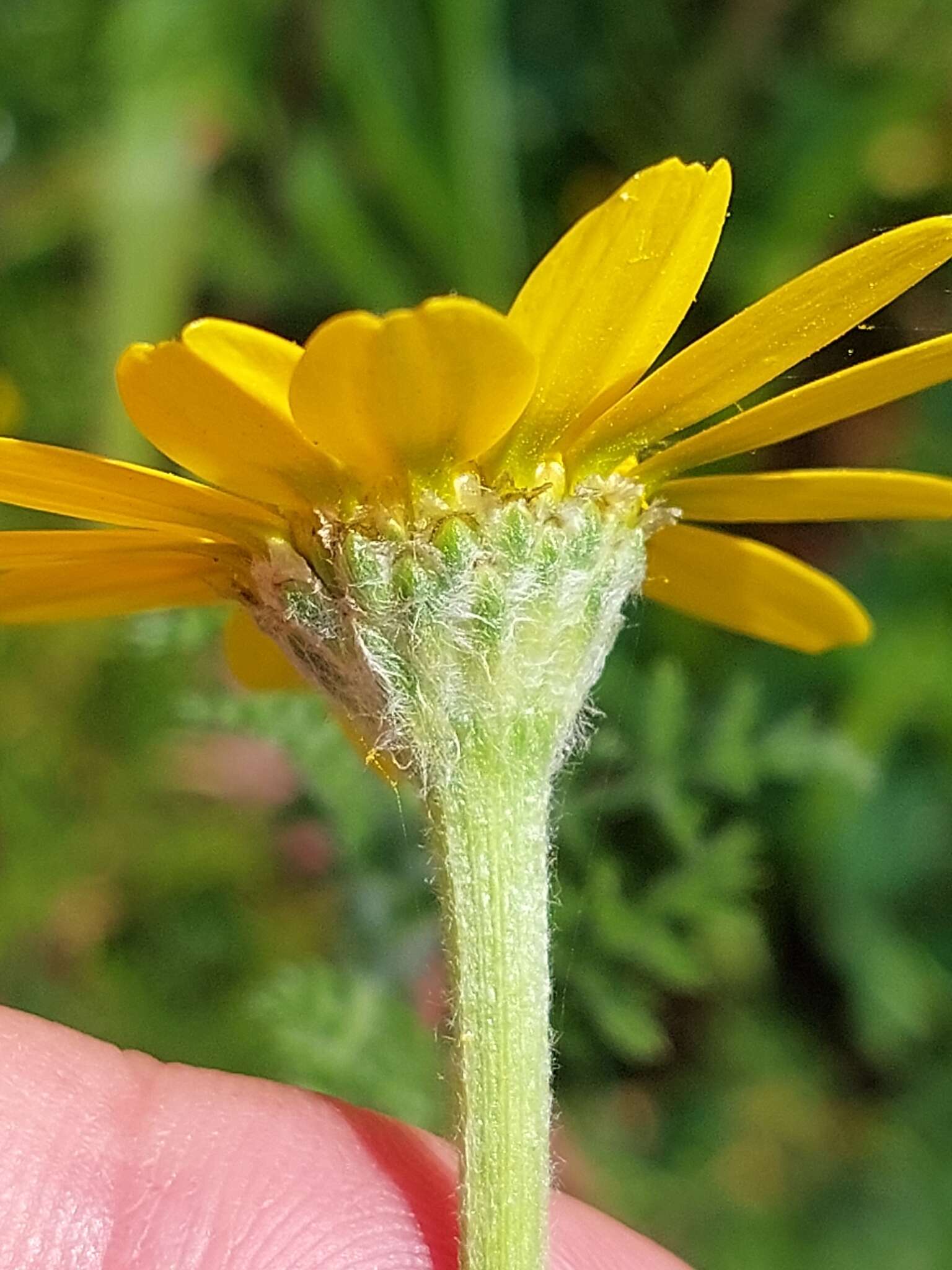 Image of Anacyclus radiatus Loisel.