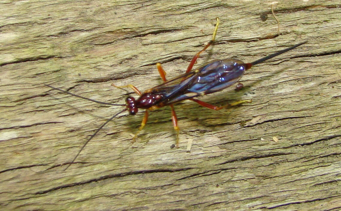 Image of Coleocentrus rufus Provancher 1876