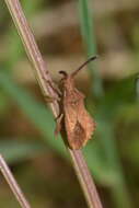 صورة Coriomeris denticulatus (Scopoli 1763)