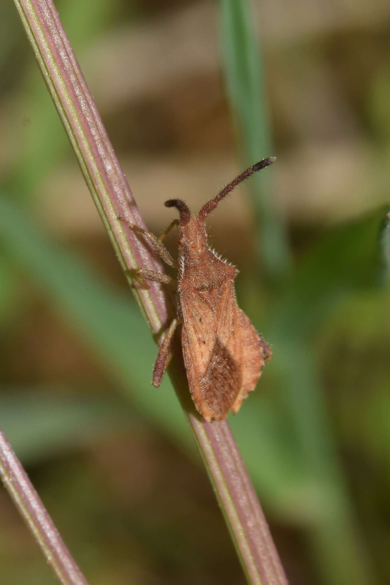 صورة Coriomeris denticulatus (Scopoli 1763)