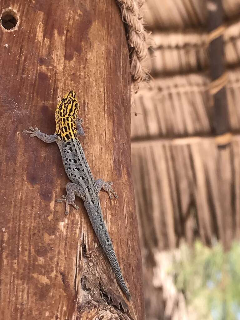 Image de Lygodactylus picturatus (Peters 1870)