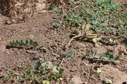 Image of Paradox milkvetch