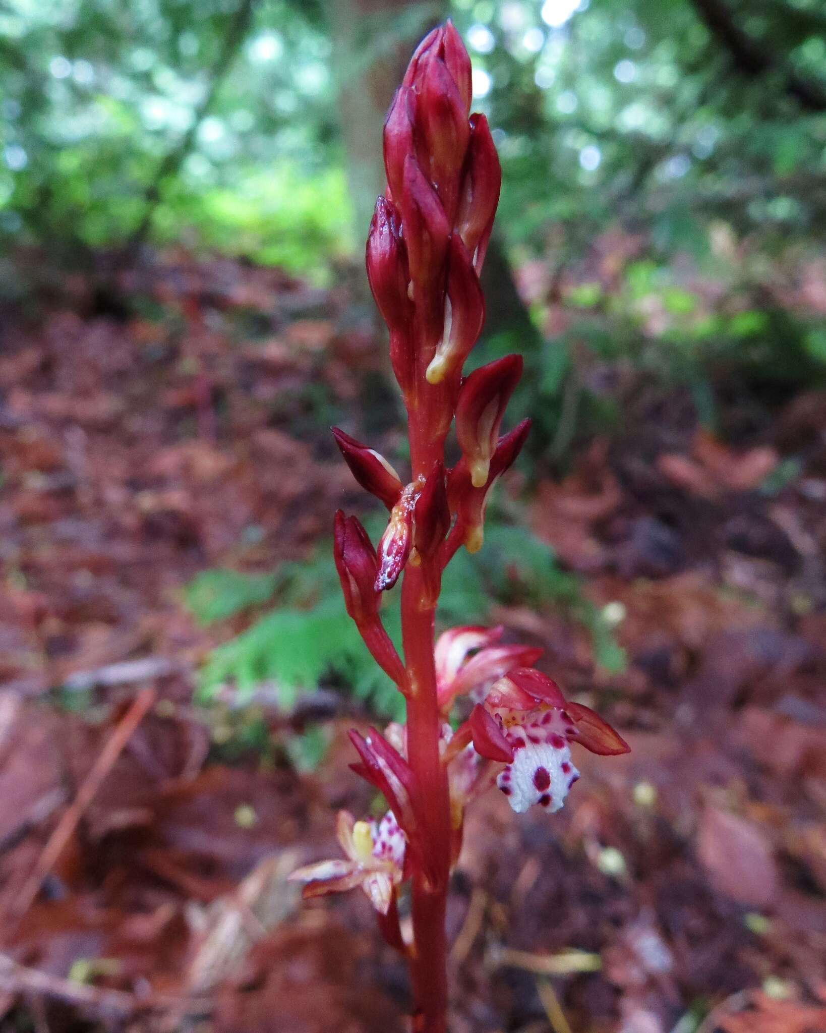 Image of summer coralroot