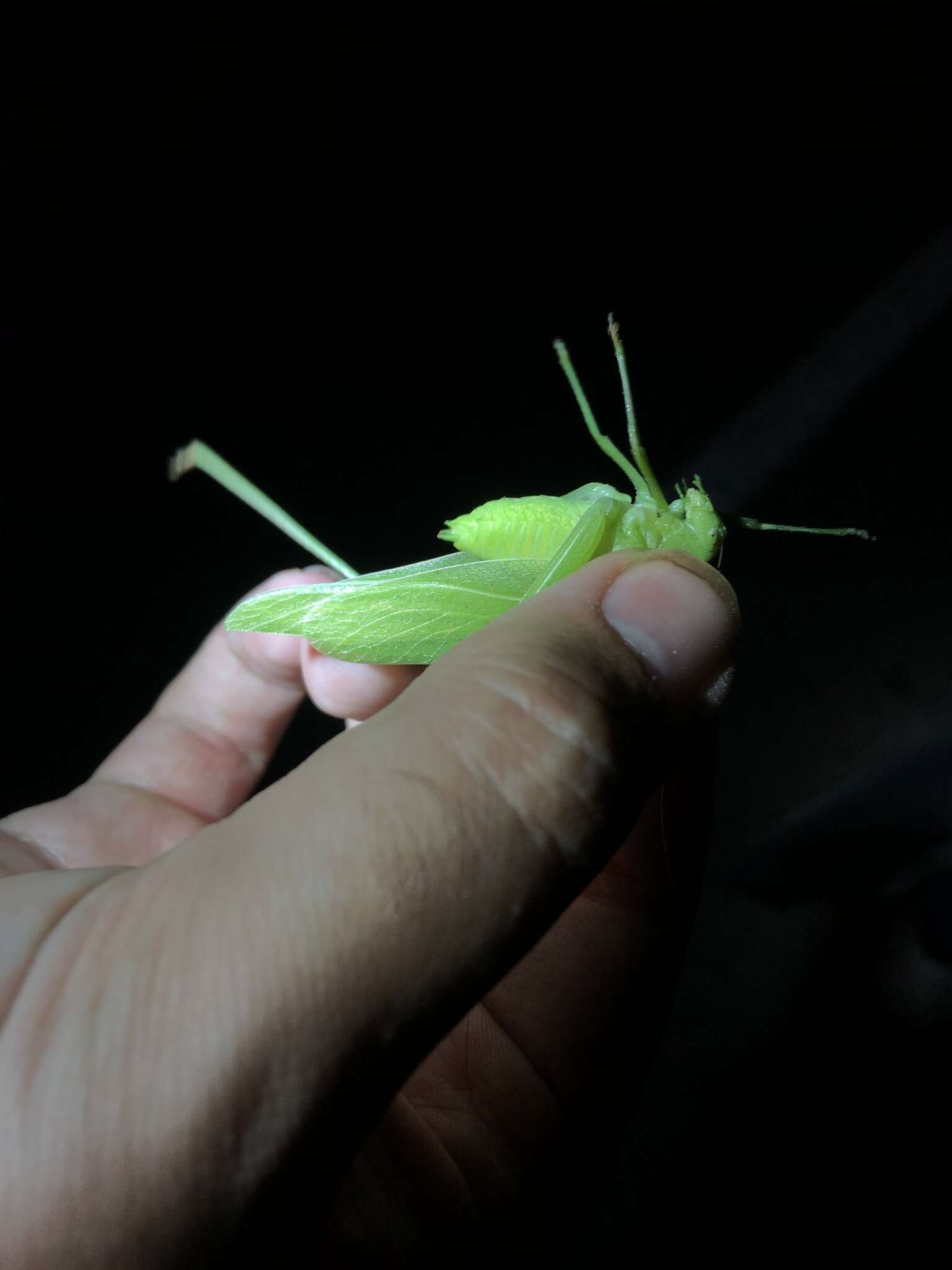 Image of Texas False Katydid