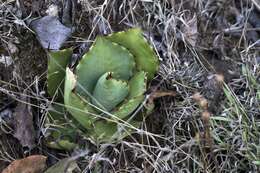 Image of Agave inaequidens K. Koch