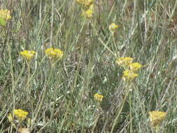 Image of Helichrysum italicum subsp. italicum